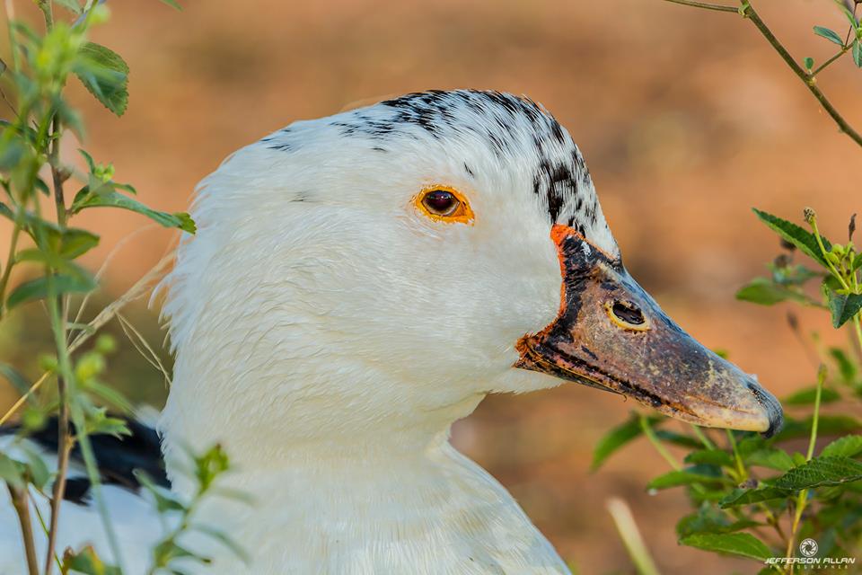 A história do Pato