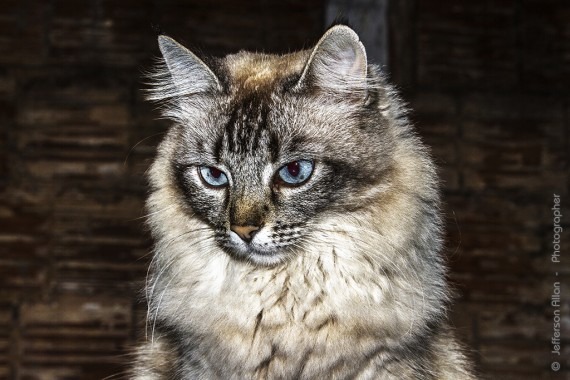 Se o homem pensasse como os animais